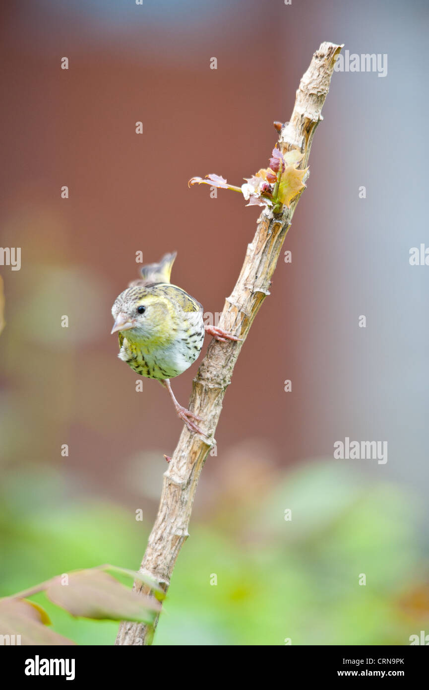 Chardonneret Banque D'Images