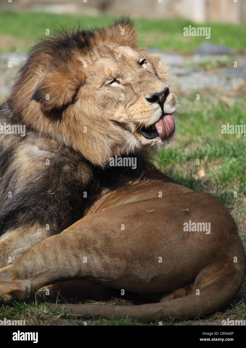 Lion majestueux qui sort sa langue Banque D'Images