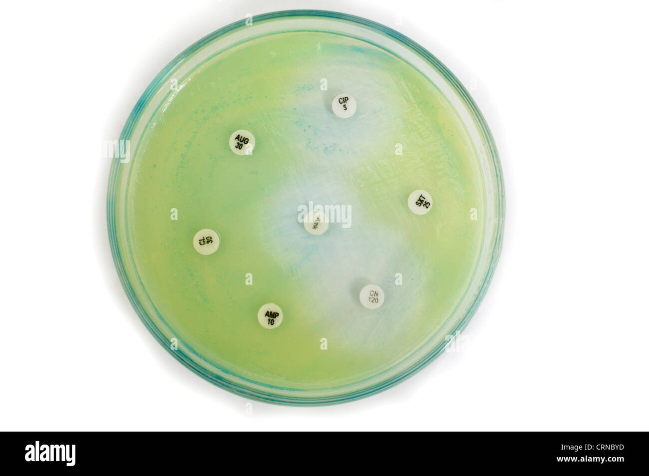 Algar Dish full de bactéries Banque D'Images
