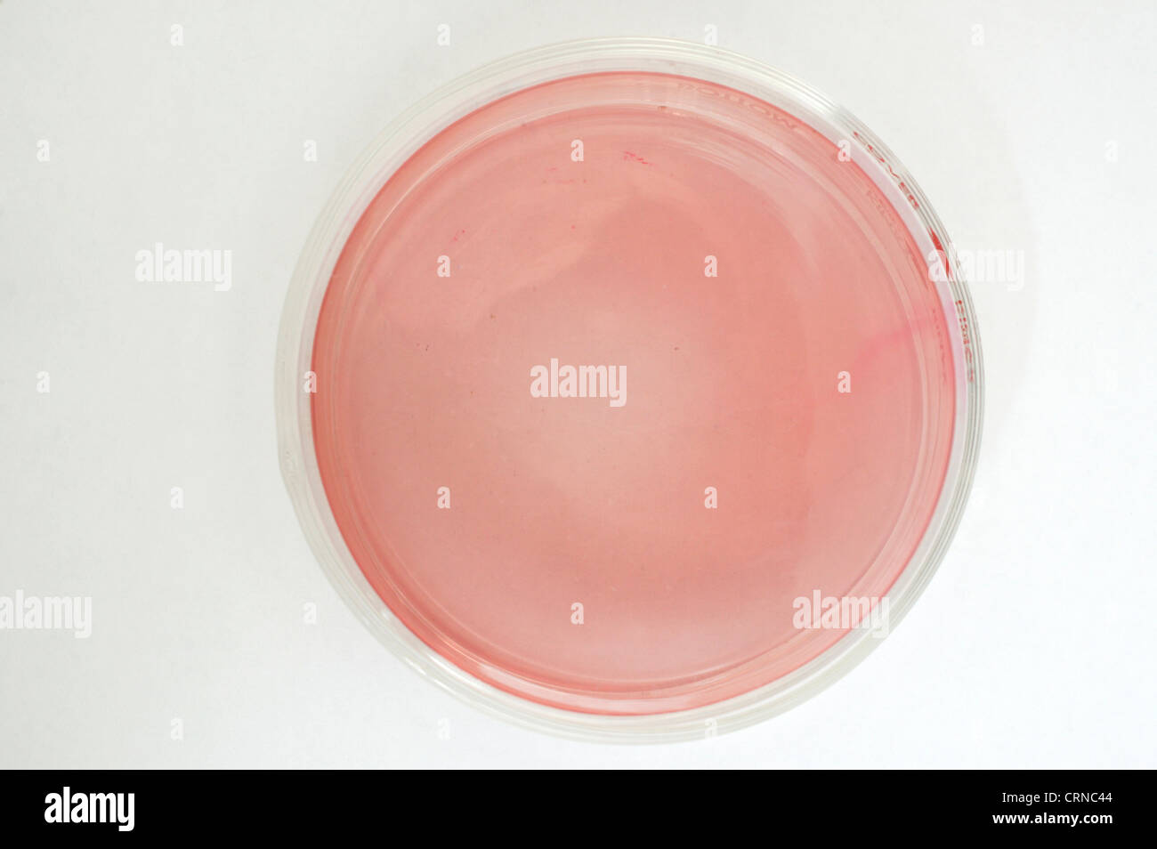 Une boîte de Petri contiennent une substance collante rouge lumière inconnue. Banque D'Images