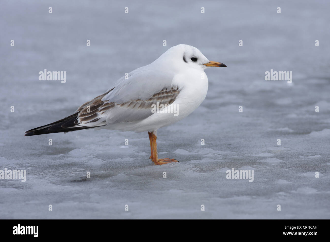 Mouette rieuse (Larus ridibundus) immature, premier plumage d'hiver, debout sur la surface du lac gelé, West Yorkshire, Banque D'Images