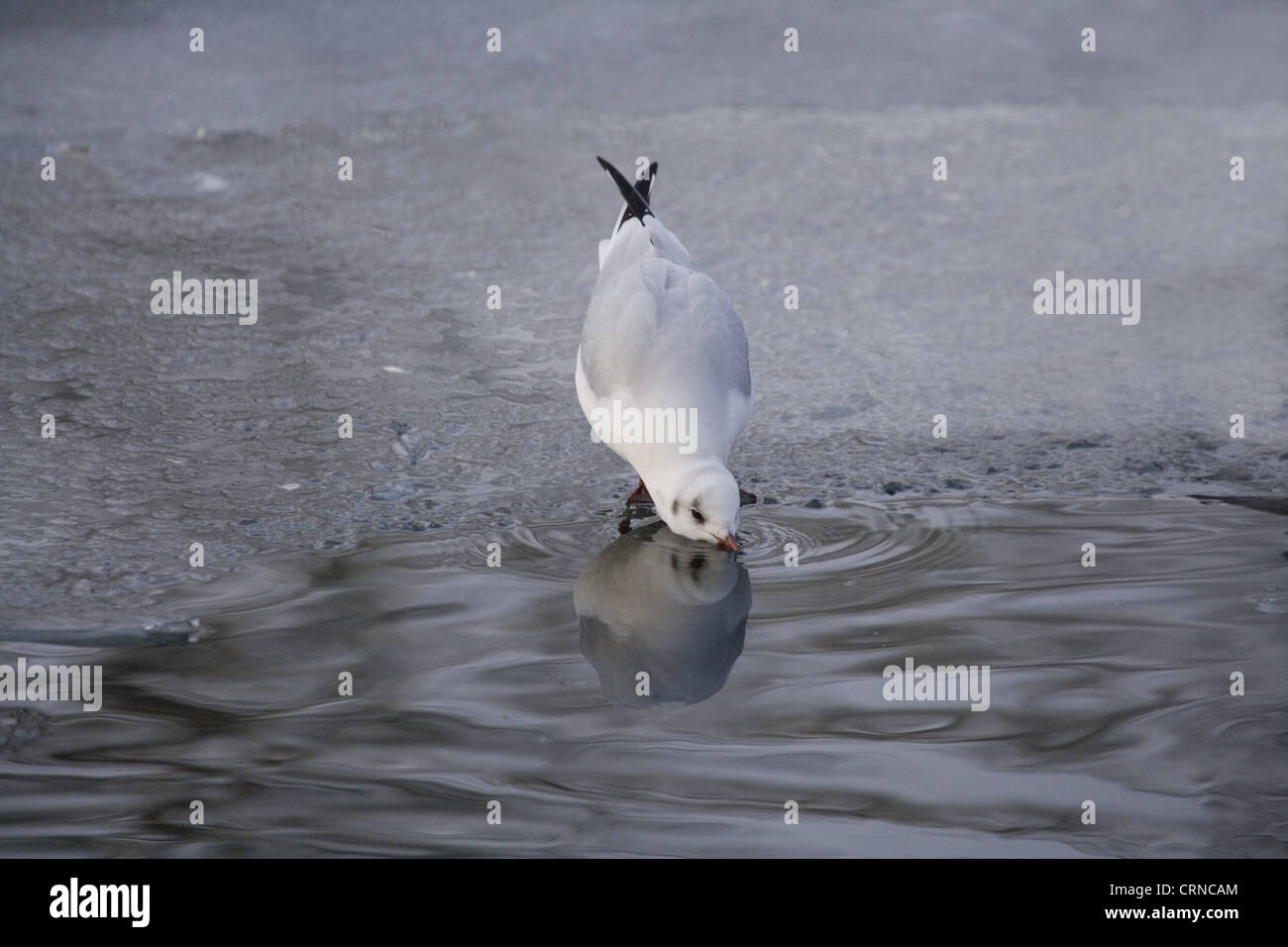 Mouette rieuse (Larus ridibundus) adulte, plumage d'hiver, boire de l'eau libre sur lac gelé, Christchurch Park, Banque D'Images