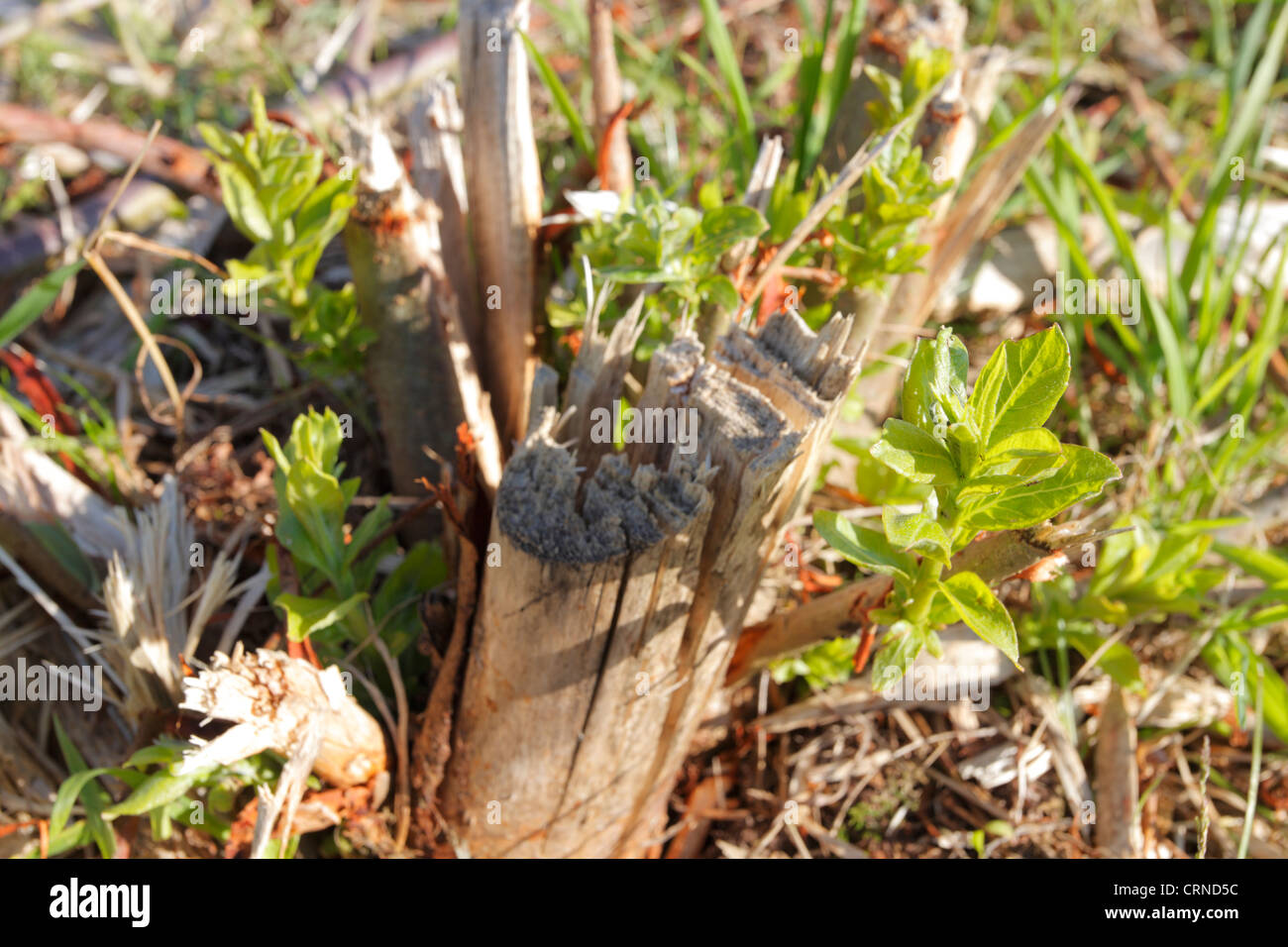 Plantation de taillis de saules re-croissance deuxième coupe près de Carlisle, Cumbria, Angleterre, Royaume-Uni, UK, Briton, GO, l'Europe, l'UNION EUROPÉENNE Banque D'Images