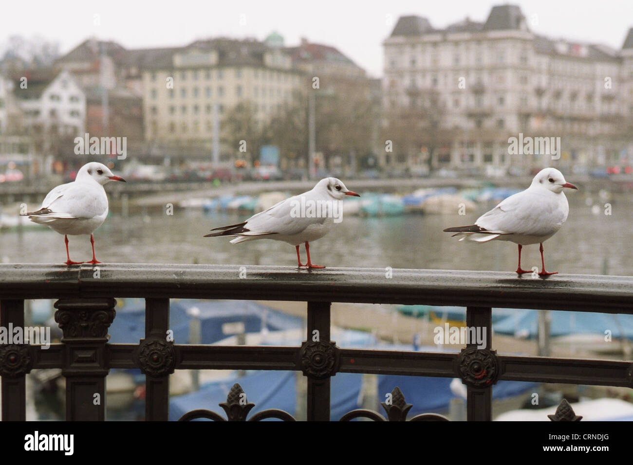 Mouettes assis sur une balustrade sur Zuerichsee Banque D'Images