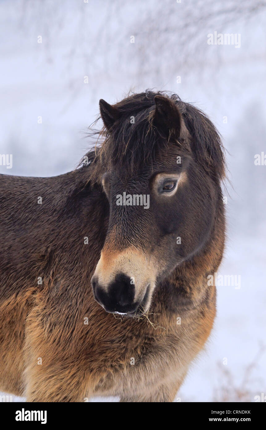 Poney Exmoor, adulte, close-up de tête, sur la neige gelée, utilisé pour la conservation des pâturages, la Forêt d'Ashdown, East Sussex, Banque D'Images