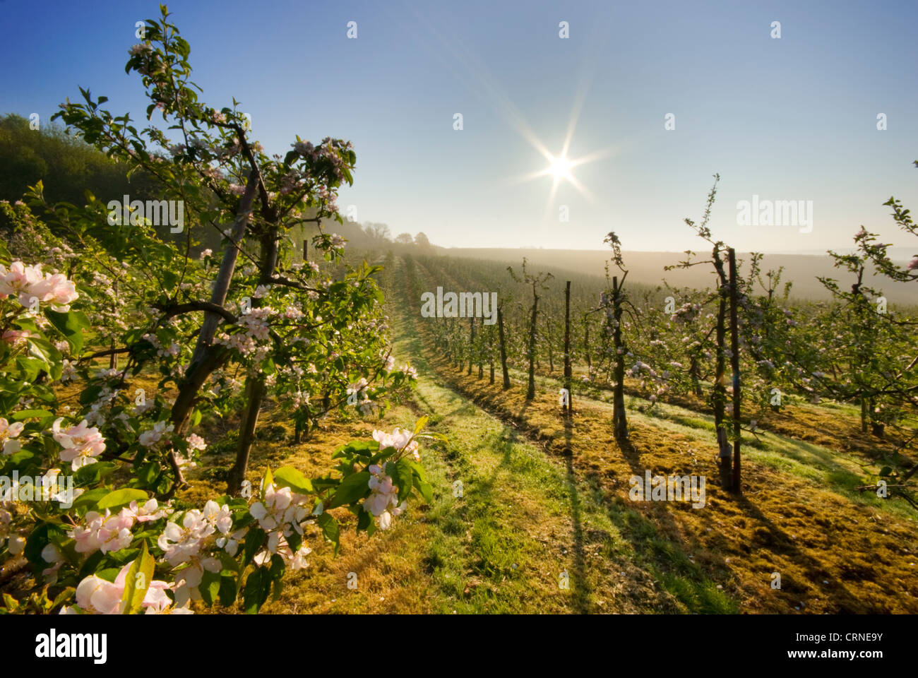 Sur les arbres fruitiers en fleurs dans un verger au lever du soleil. Banque D'Images