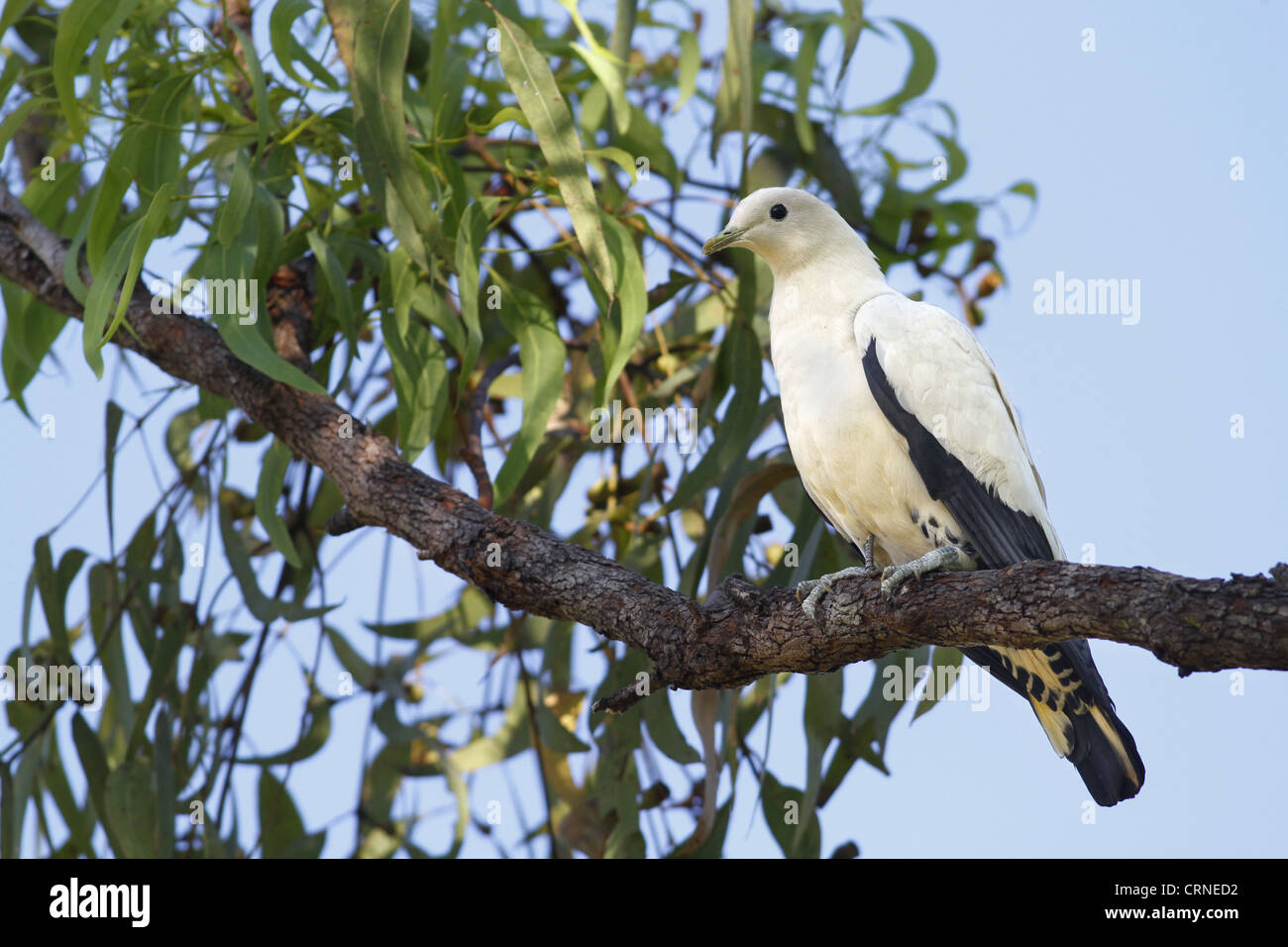 Pied Imperial-pigeon (Ducula bicolor) adulte, perché sur la branche d'arbre d'eucalyptus, Territoire du Nord, Australie Banque D'Images