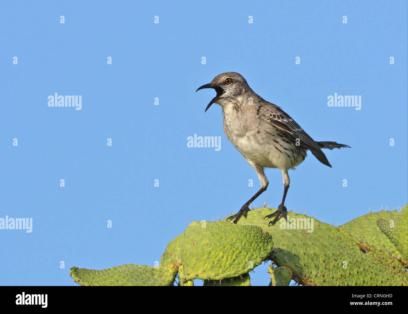 Bahama Mockingbird (Mimus gundlachii hillii) adulte, chant, perché sur les collines, cactus Hellshire, Jamaïque, avril Banque D'Images