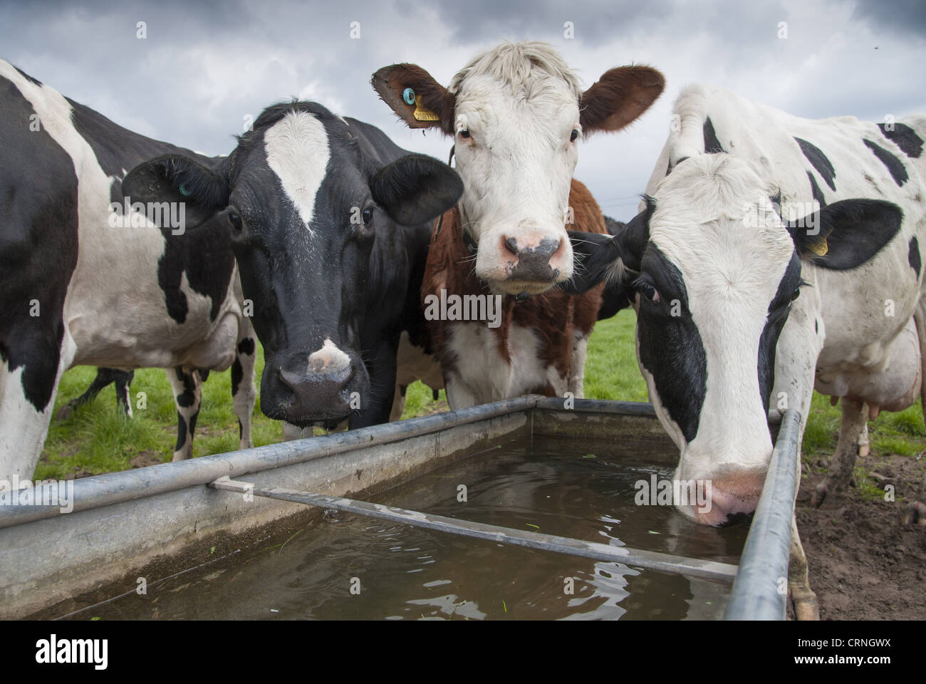 Les bovins domestiques, troupeau de vaches laitières Holstein, à partir de l'eau potable à travers les pâturages, Cheshire, Angleterre, avril Banque D'Images