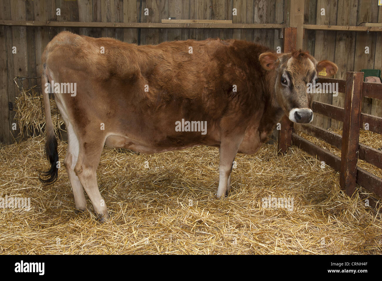 Les bovins domestiques, Jersey veau, debout sur litière de paille dans la grange, les pêcheurs Park Farm, West Sussex, Angleterre, Mars Banque D'Images