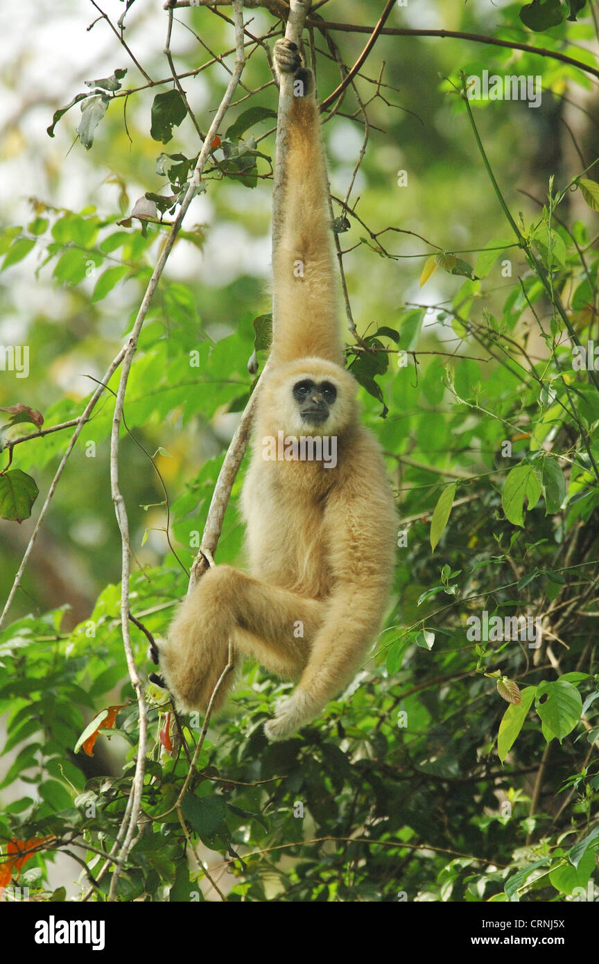 Gibbon (Hylobates lar commune) forme pâle, mâle adulte, hanging on branche dans la forêt tropicale de mousson, Khao Yai N.P., Centre de la Thaïlande, Banque D'Images