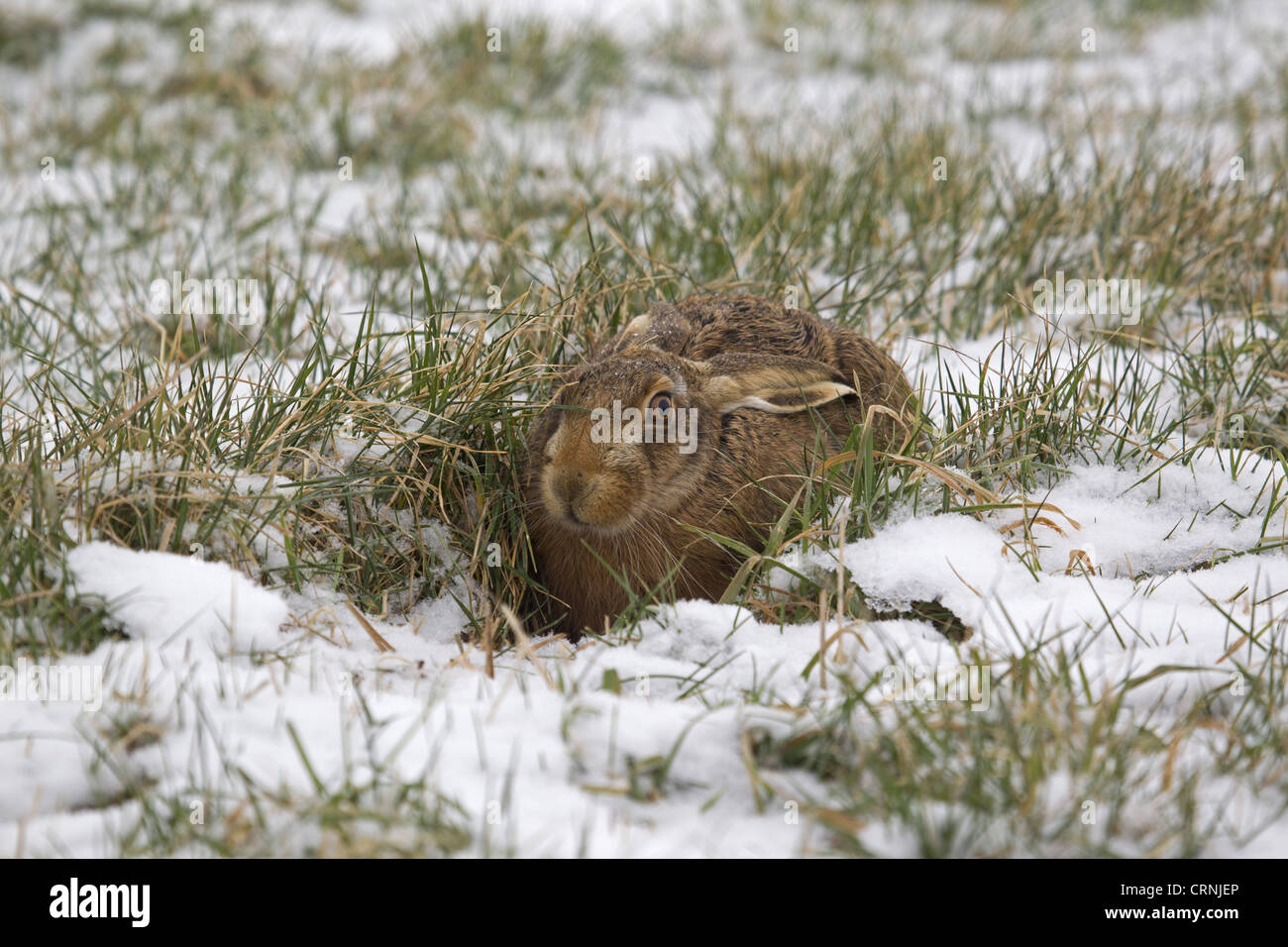 Lièvre d'Europe (Lepus europaeus) adulte, au repos dans le champ couvert de neige en forme, Suffolk, Angleterre, février Banque D'Images