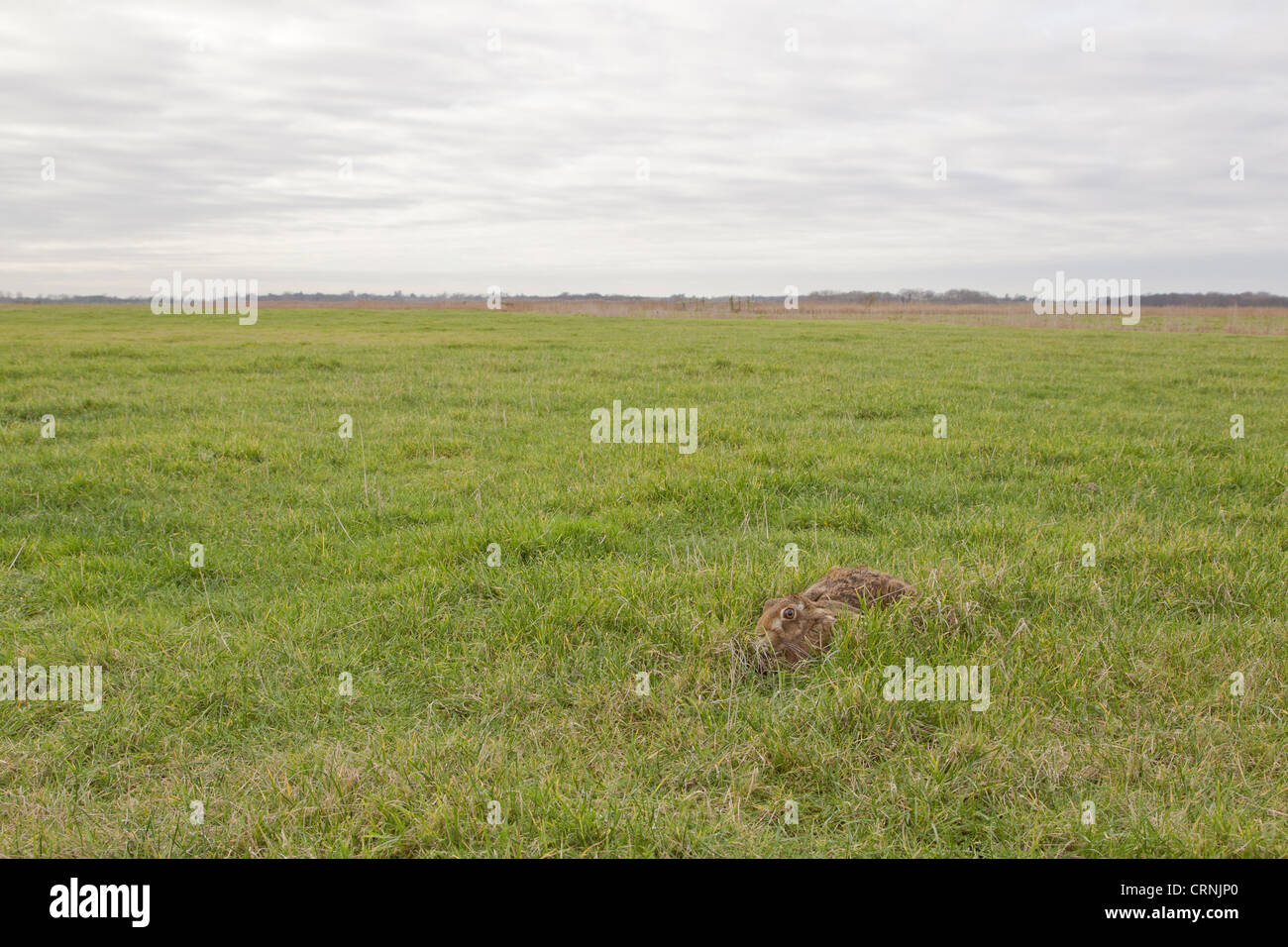 Lièvre d'Europe (Lepus europaeus) adulte, au repos dans l'herbe en forme de l'habitat sur le terrain, Suffolk, Angleterre, janvier Banque D'Images