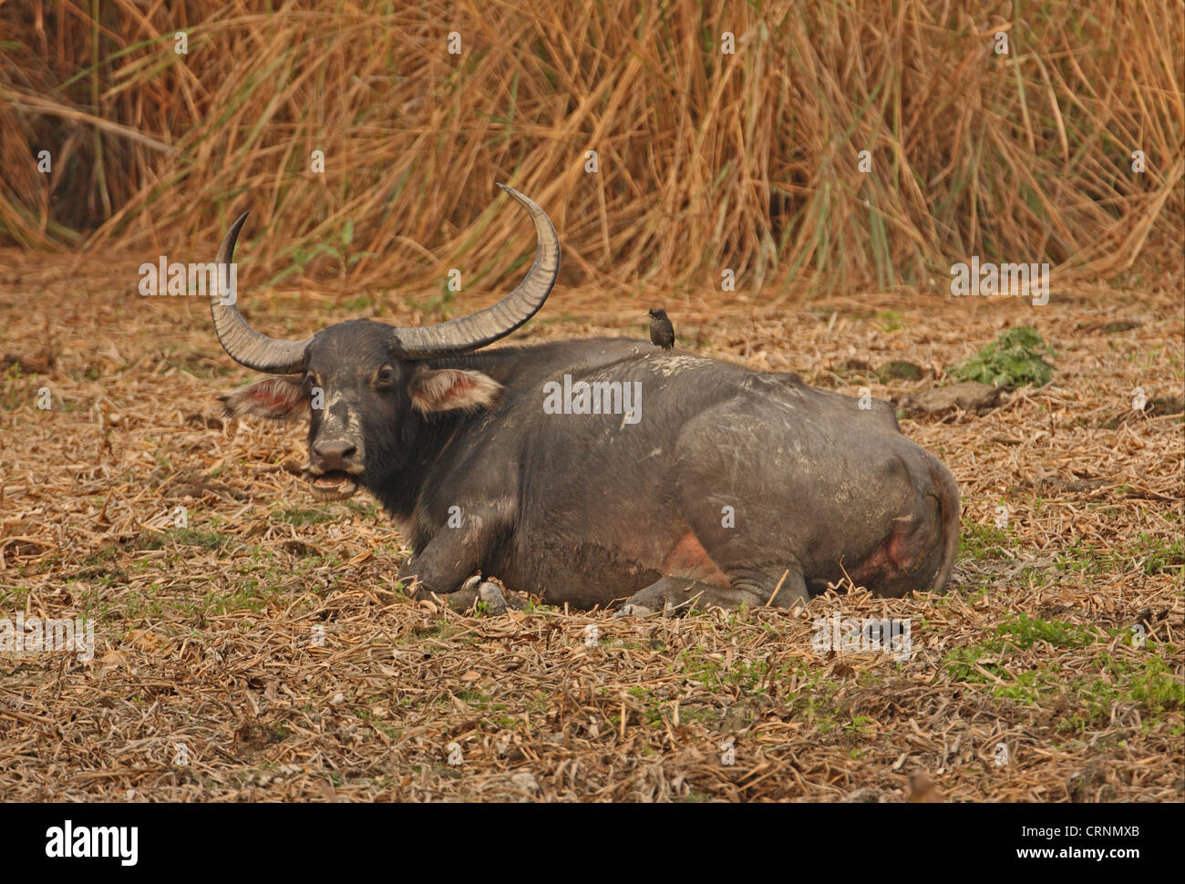 Wild Water Buffalo (Bubalus arnee fulvus) des profils, de mâcher de la CUD, reposant sur un sol de Myna Acridotheres fuscus (Jungle) perché Banque D'Images