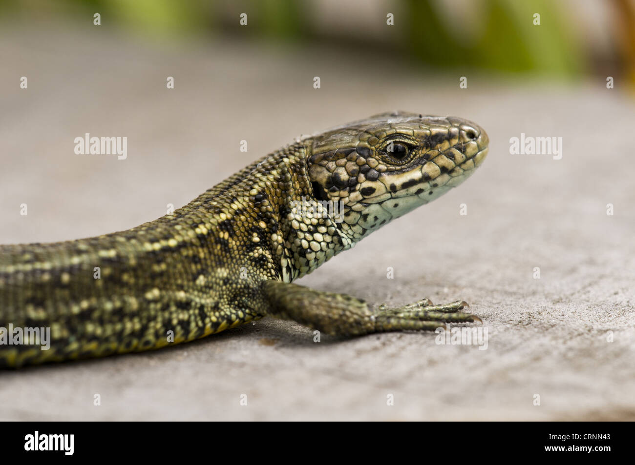 Lézard (Zootoca vivipara commun) adulte, close-up de tête et de la jambe, au soleil sur la promenade, Thursley Nature National commun Banque D'Images