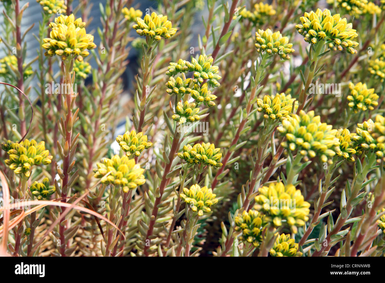 Sedum Reflexum jaune fleurs blooming, Suffolk, UK, jardin Banque D'Images