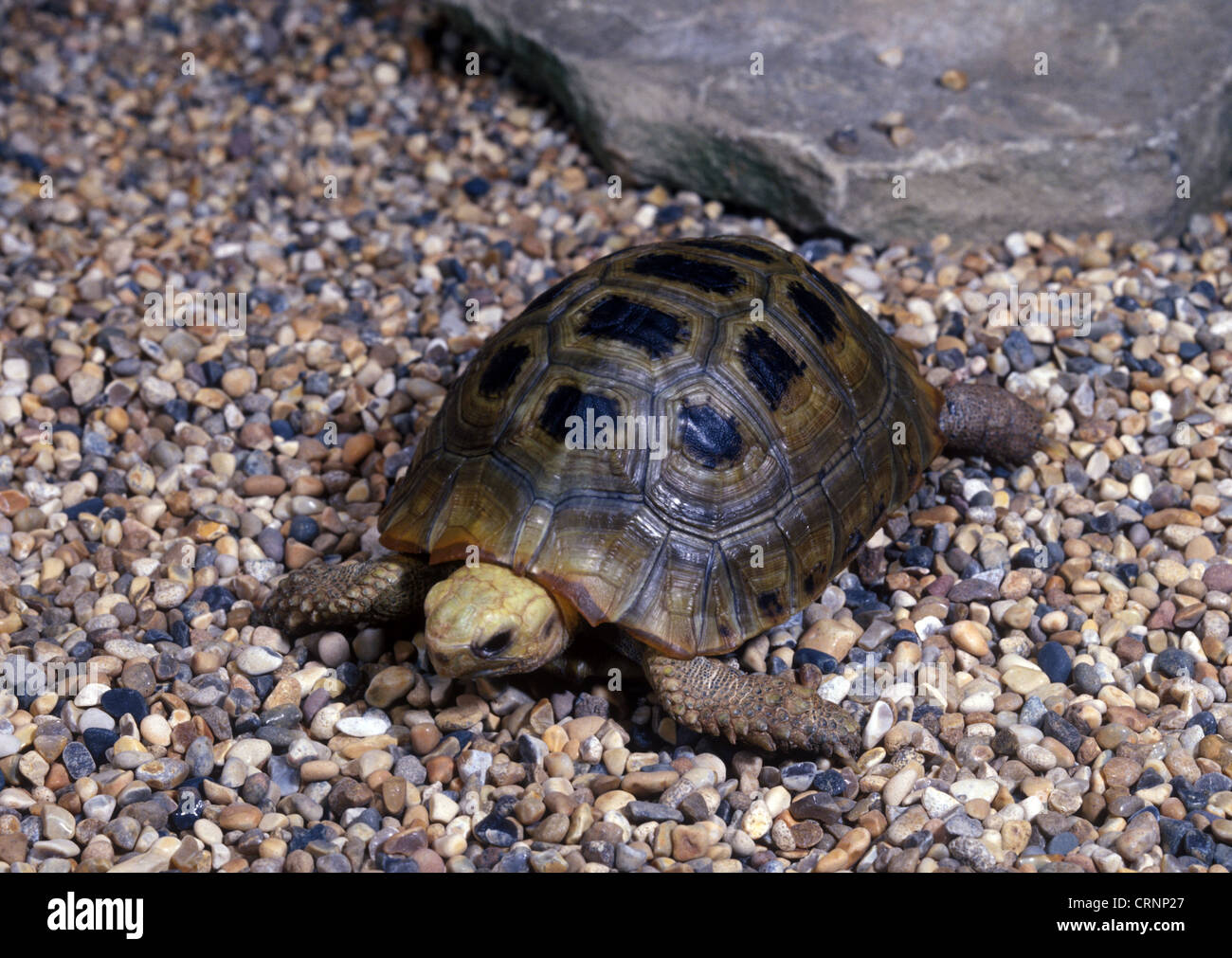 Tortoise - s'allongent (Geochelone elongata) sur des pierres pour mineurs Banque D'Images