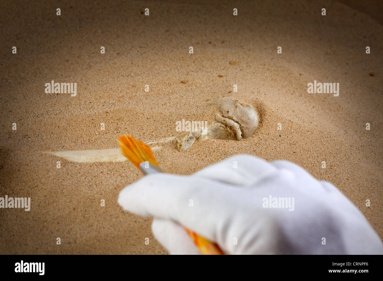 L'archéologie et les analyses des os dans le sable avec un pinceau Banque D'Images