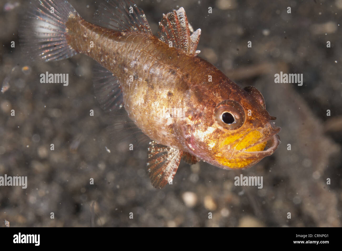 Une mauvaise herbe Kauderni (Foa, fo) des profils, de façon protectrice transportant des oeufs dans la bouche, Détroit de Lembeh, Sulawesi, îles de la sonde, Indonésie Banque D'Images