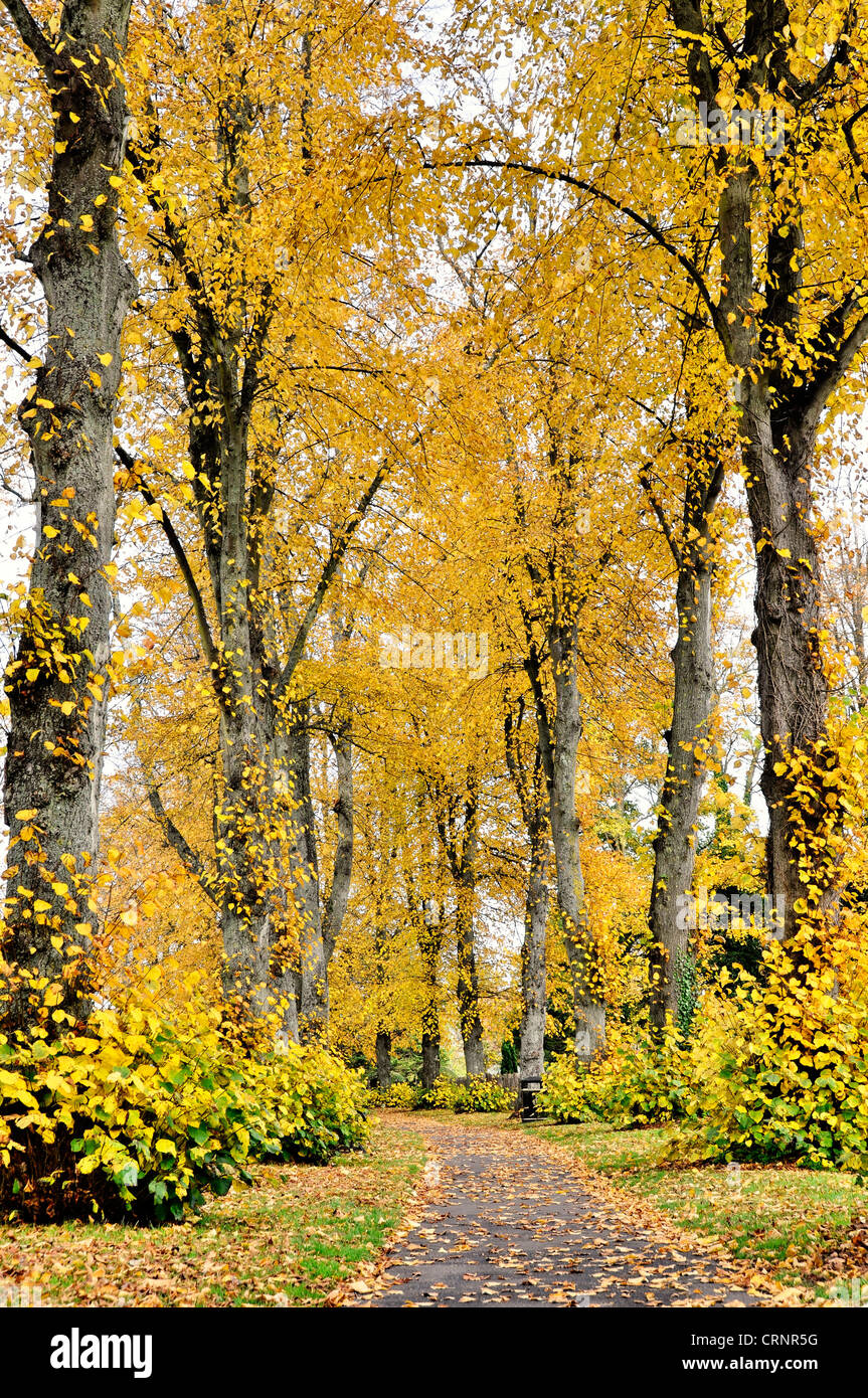 Pathway dans un parc, l'automne, la shot verticale Banque D'Images