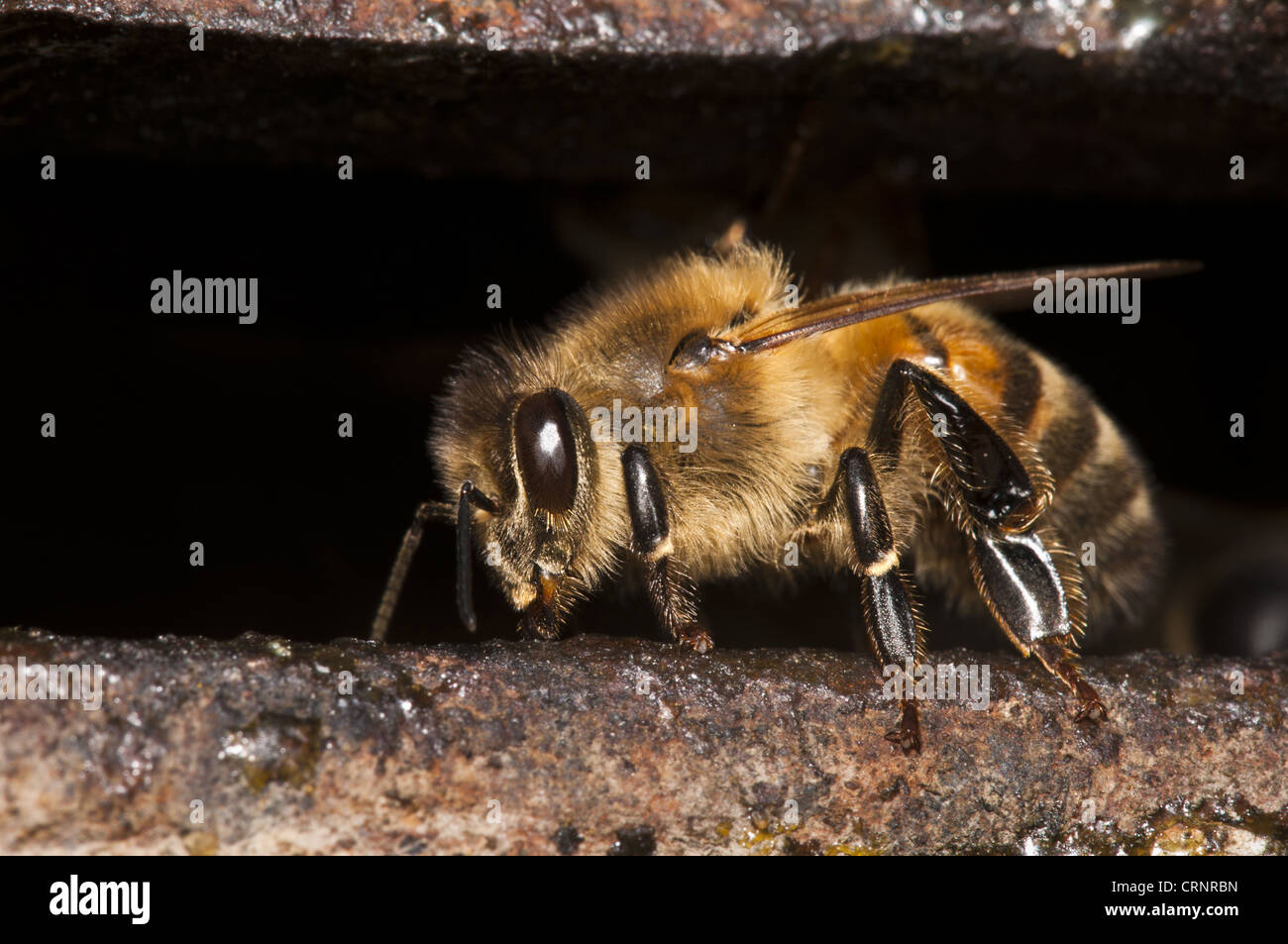 Abeille de garde Banque de photographies et d’images à haute résolution