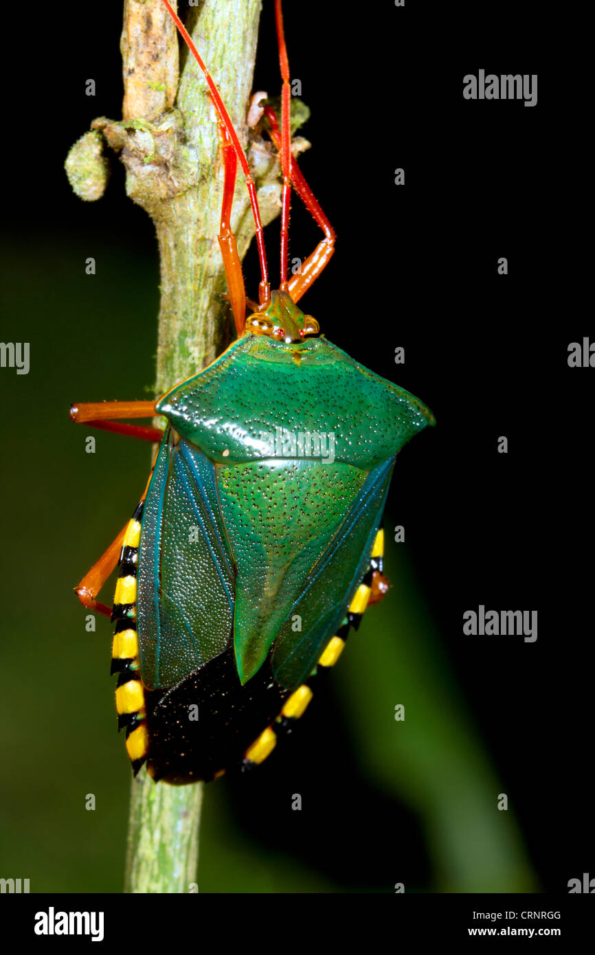 Bug Shield (Hemiptera) dans la forêt amazonienne, en Equateur Banque D'Images
