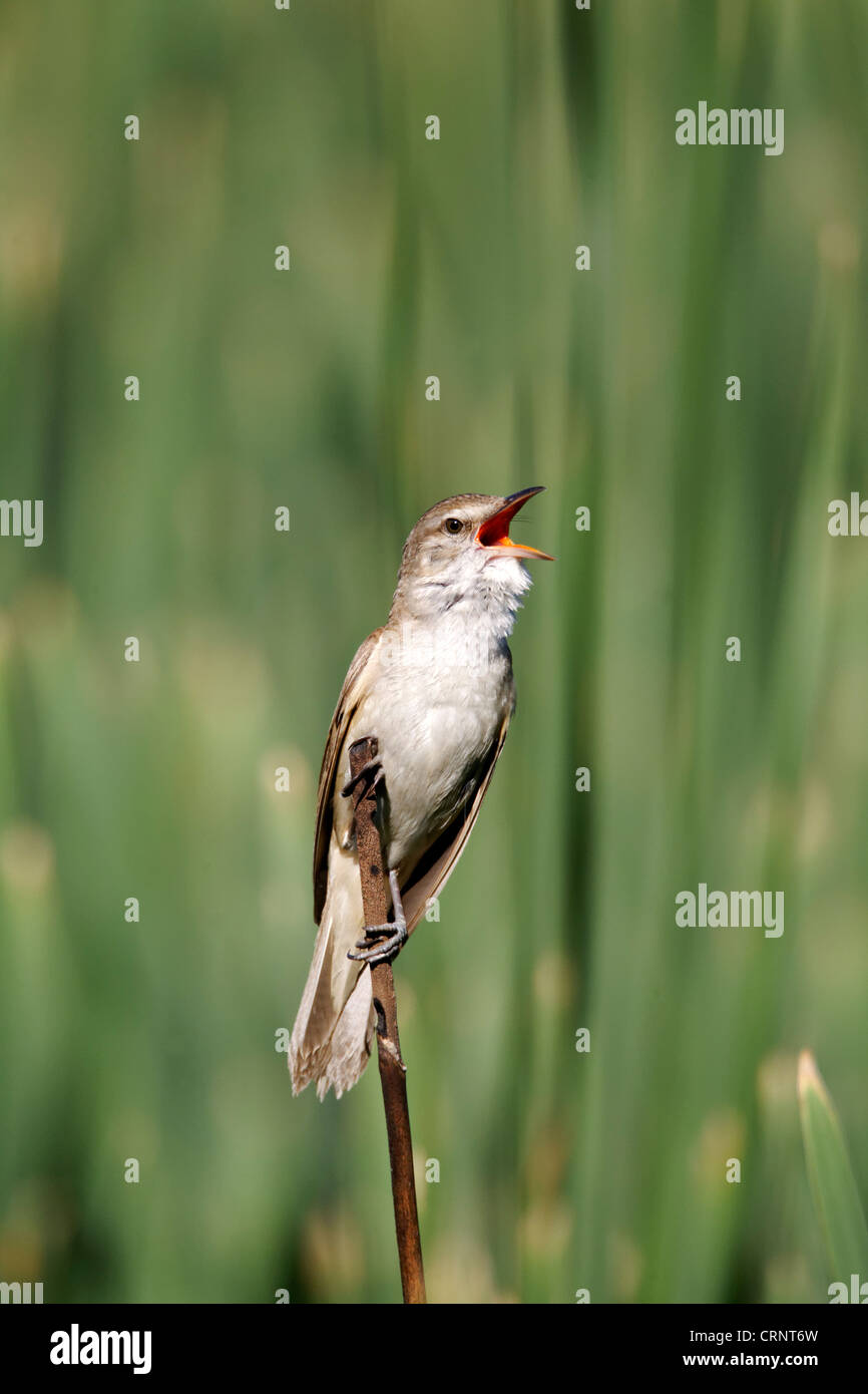Grand-reed warbler, Acrocephalus arundinaceus, seul le chant des oiseaux sur reed, Bulgarie, juin 2012 Banque D'Images