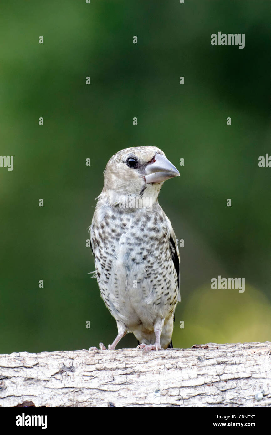 Coccothraustes coccothraustes Hawfinch,, l'enfant unique sur branch, Bulgarie, juin 2012 Banque D'Images