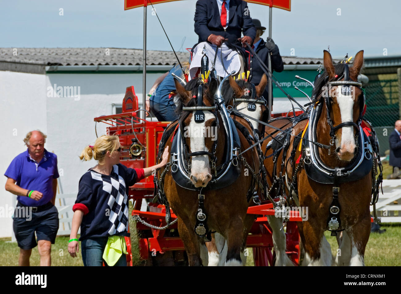 Équipe de quatre chevaux lourds au Great Yorkshire Show à la Harrogate Showground. Banque D'Images