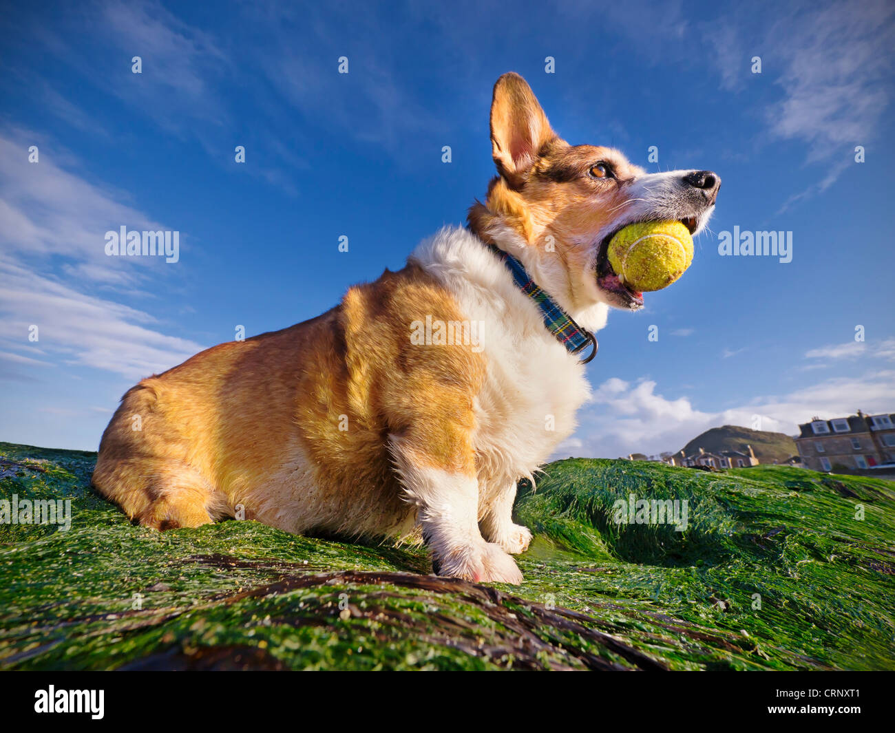 Un Welsh Corgi Cardigan (chien) tenant une balle de tennis dans sa bouche, jouant sur une plage. Banque D'Images