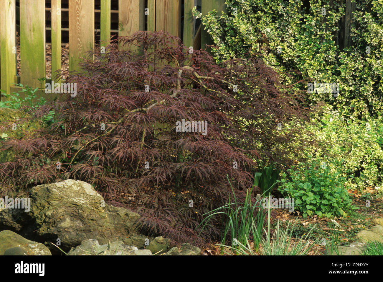 L'érable japonais (Acer palmatum) 'Dissectum Nigrum' ('jamais Red'), de l'habitude, de plus en bordure de jardin, États-Unis Banque D'Images