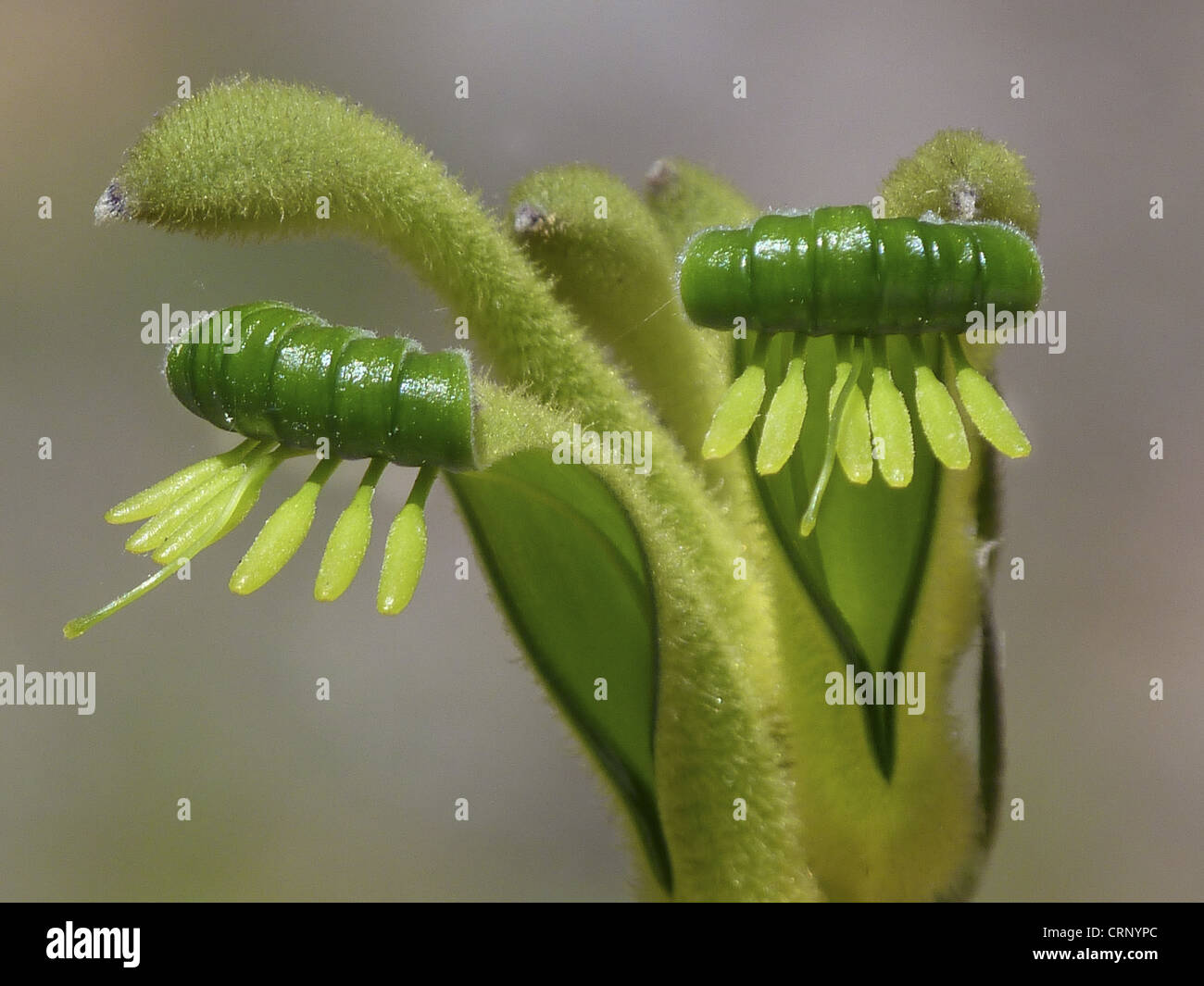 Green Kangaroo Paw (Anigozanthos viridis) gros plan de fleurs, Jardin botanique de Perth, Australie occidentale, Australie Banque D'Images