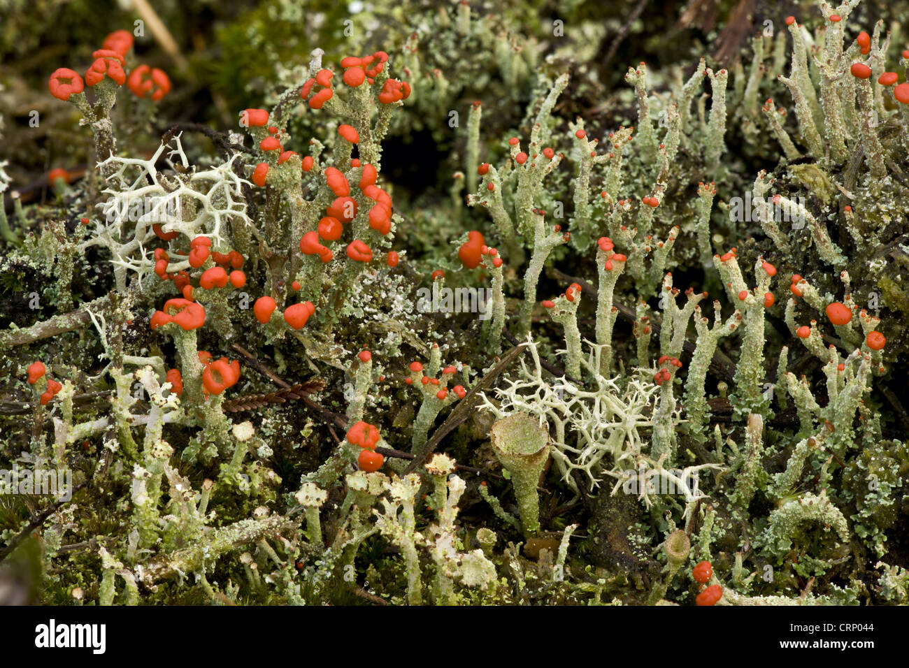 Cup lichen Cladonia (Diversa) organes de fructification, de plus en plus avec d'autres espèces de lichen sur la lande, tourbière Nature National Morden Banque D'Images