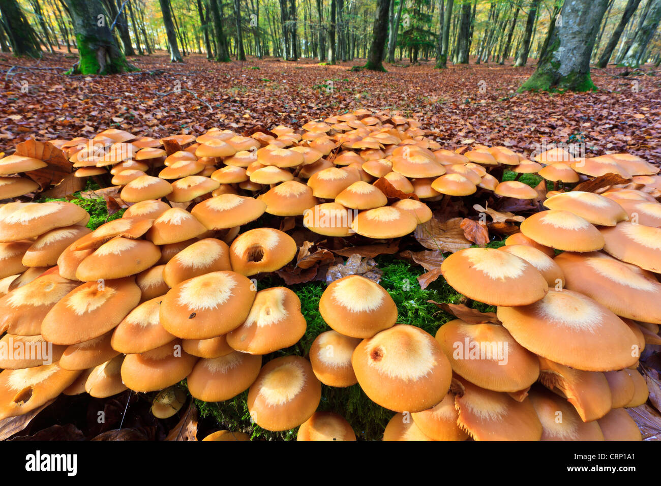 Champignons en grappe Banque de photographies et d’images à haute — free download