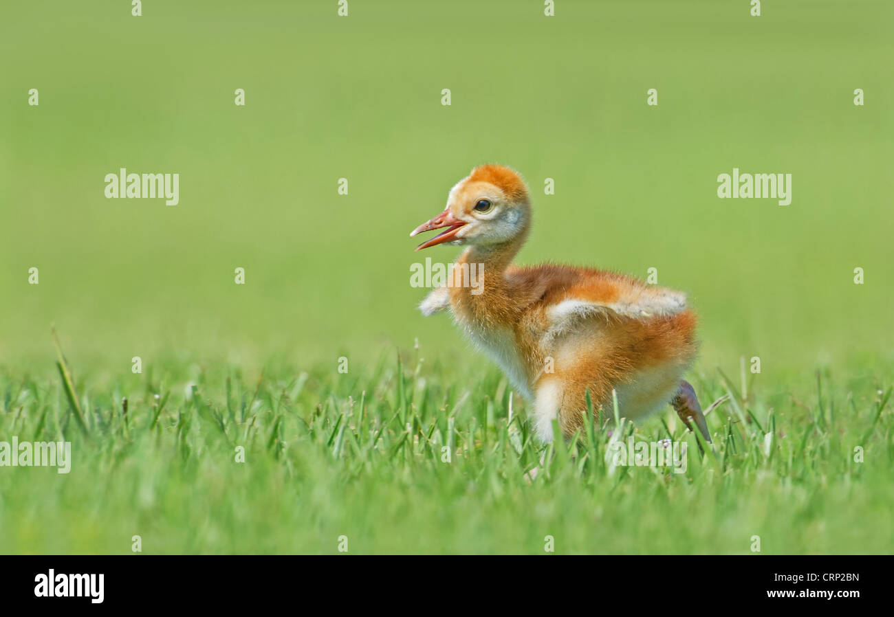 Un très jeune sourire petite grue du Canada poussin s'exécute dans un domaine les ailes battantes comme si essayant de voler. Banque D'Images