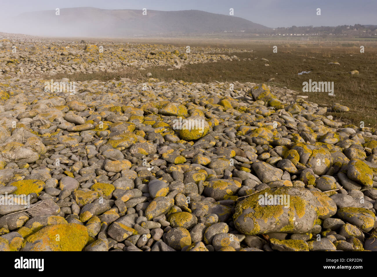 Vue de l'intérieur, la diffusion de la banque de galets l'augmentation du niveau de la mer, avec le développement de l'habitat de marais salants derrière elle, gérés à partir de la retraite Banque D'Images