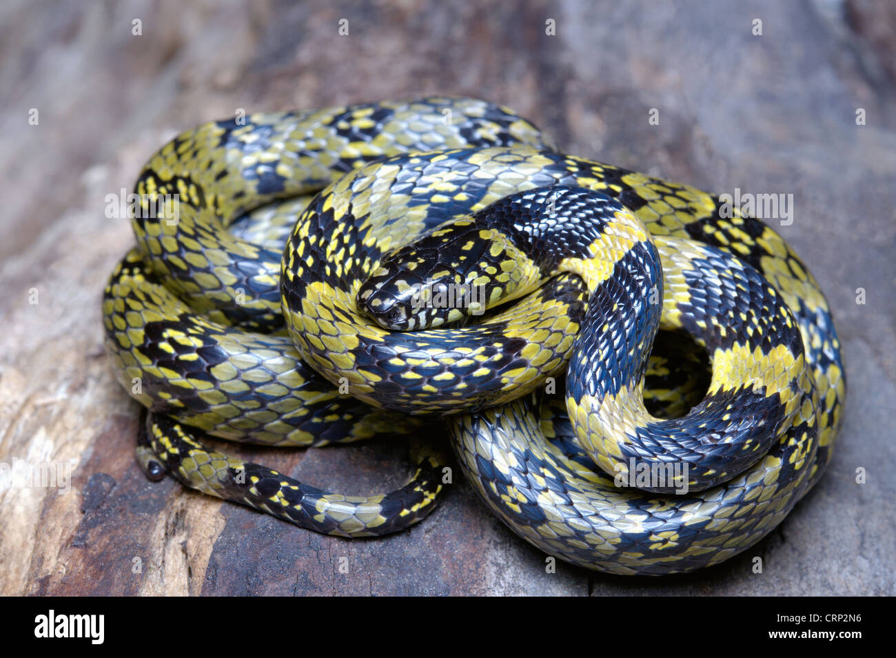 Gammiei Dinodon, Darjeeling Faux Loup Serpent. Un serpent rare du nord-est de l'Inde. Eaglenest de WLS, de l'Arunachal Pradesh Banque D'Images