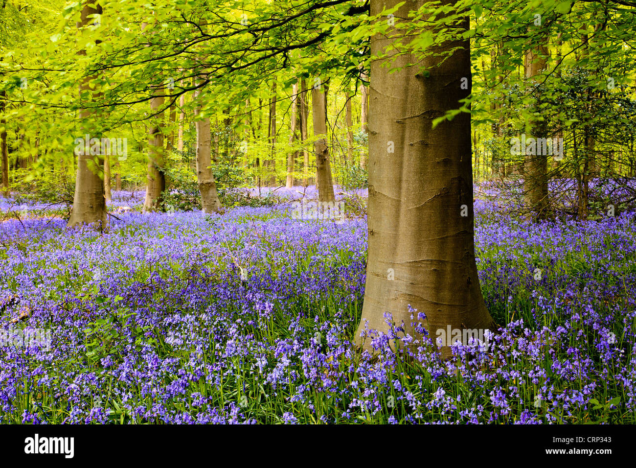 Un tapis de jacinthes dans l'ouest de bois près de Marlborough. Banque D'Images