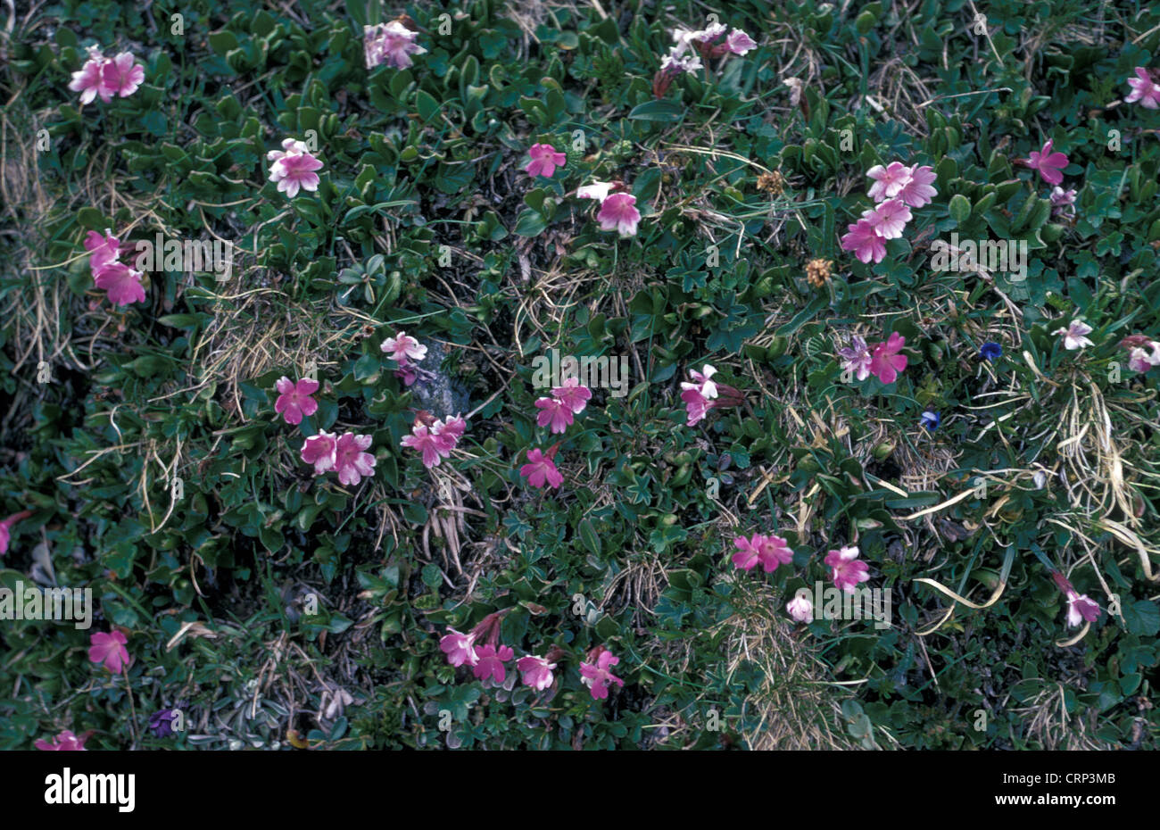 Ensemble de feuilles Primrose Primula integrifolia Banque D'Images