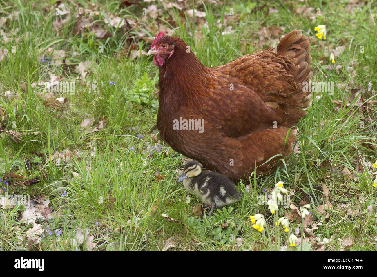 Poulet domestique, 2 ans vieux Nouveau Hampshire Croix-Rouge, avec adopté 14 jours petit canard colvert (Anas platyrhynchos) la poule Banque D'Images