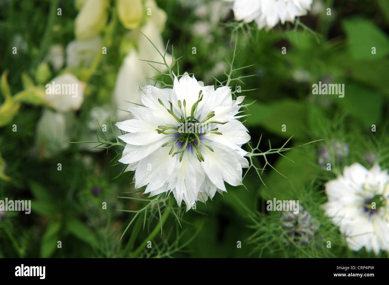 Graines de fleurs love in a mist Blanc Nigella Damascena Annual