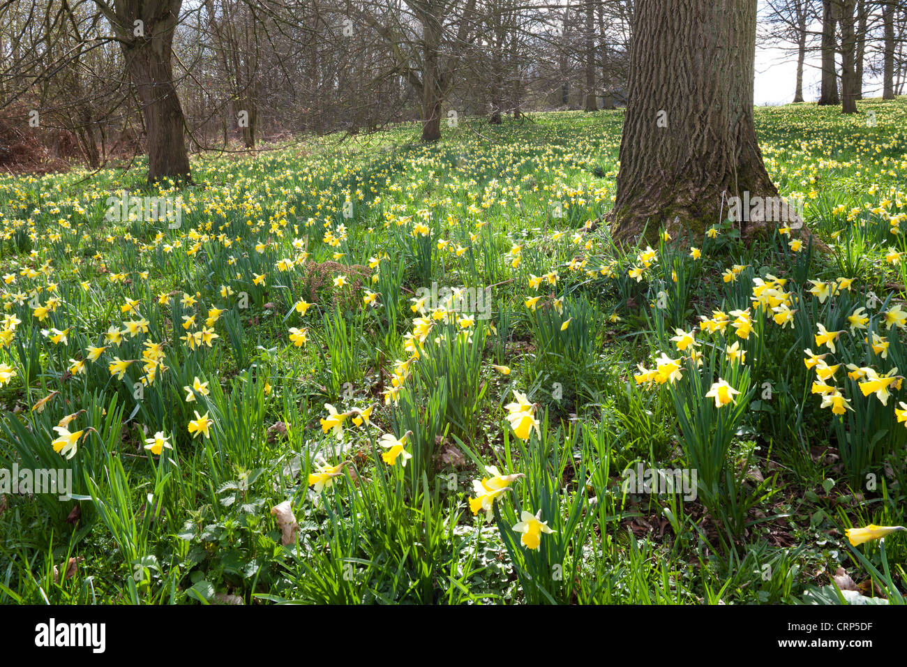 Les jonquilles sauvages dans la vallée au nord-ouest de l'Leadon Gloucestershire - ici près de Bromesberrow Banque D'Images