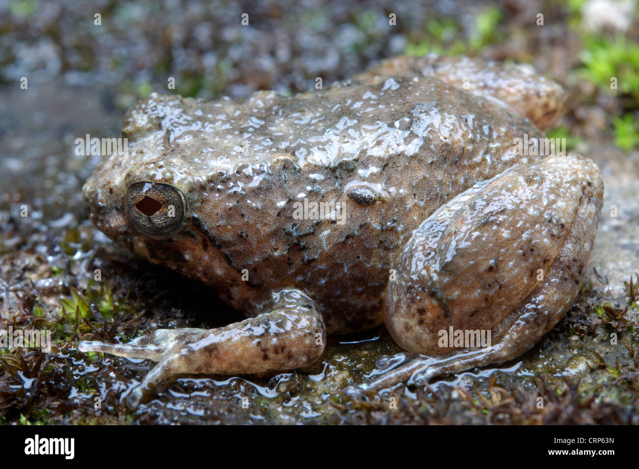 Ingerana borealis, grenouille filet trouvé entre les cours d'eau dans la Réserve de tigres de packs, de l'Arunachal Pradesh Banque D'Images