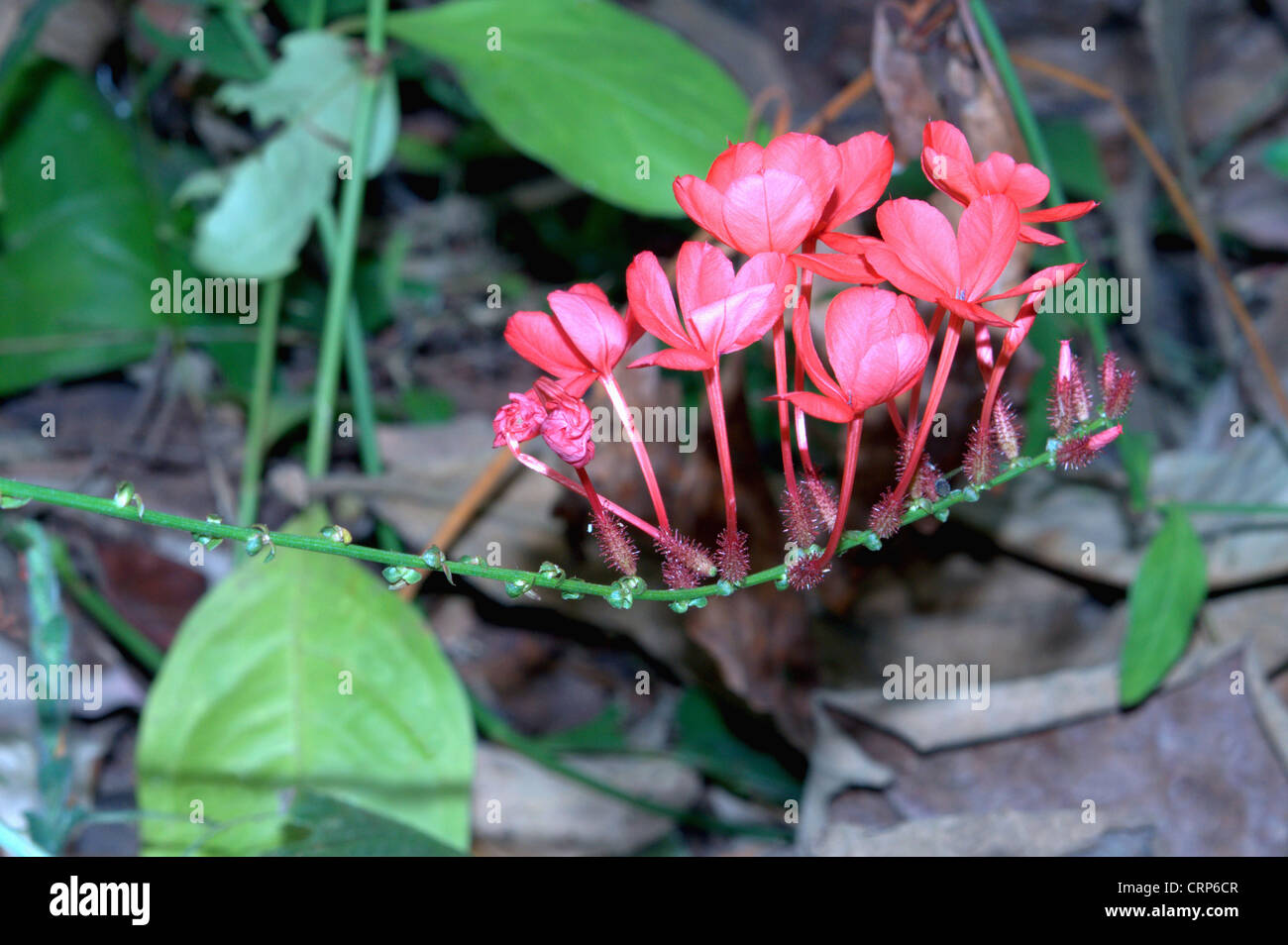 - Firespike Odontonema strictum Banque D'Images