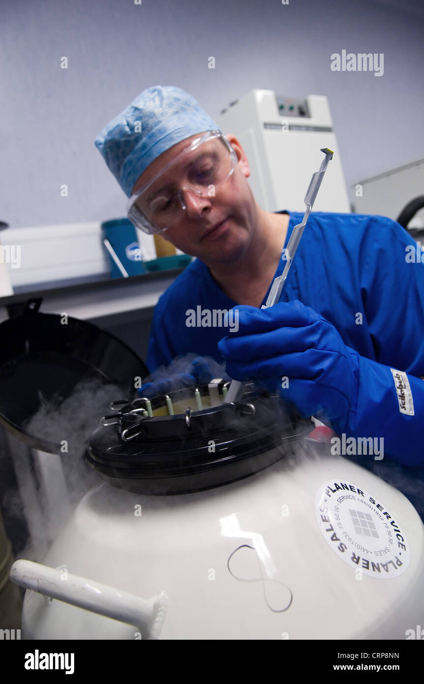 Les embryons sont stockés dans l'azote liquide pour les congeler pour une utilisation ultérieure Banque D'Images