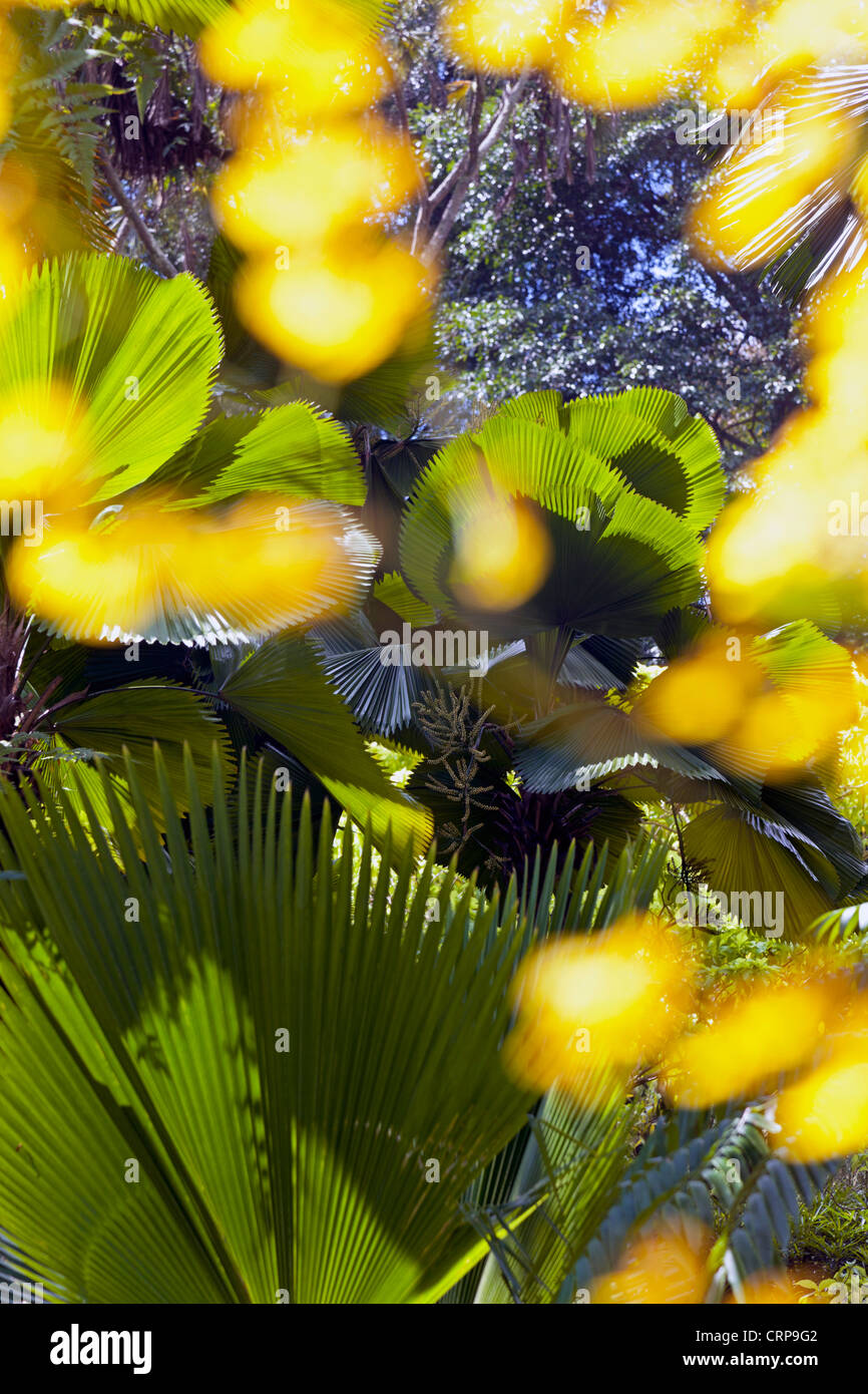 Feuilles de palmier (Licuala elegans) au Jardin Botanique de Singapour Banque D'Images