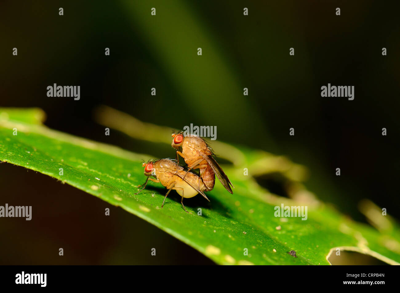 Comment Reproduire Des Insectes – LFMP