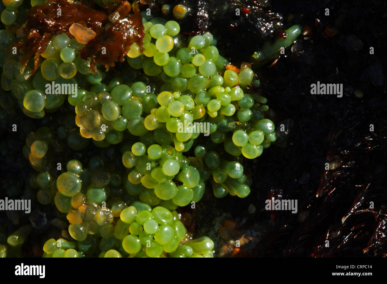 Berry (caulerpa Caulerpa peltata anciennement C. racemosa) dans une zone intertidale (littoral) au printemps à marée basse. Banque D'Images