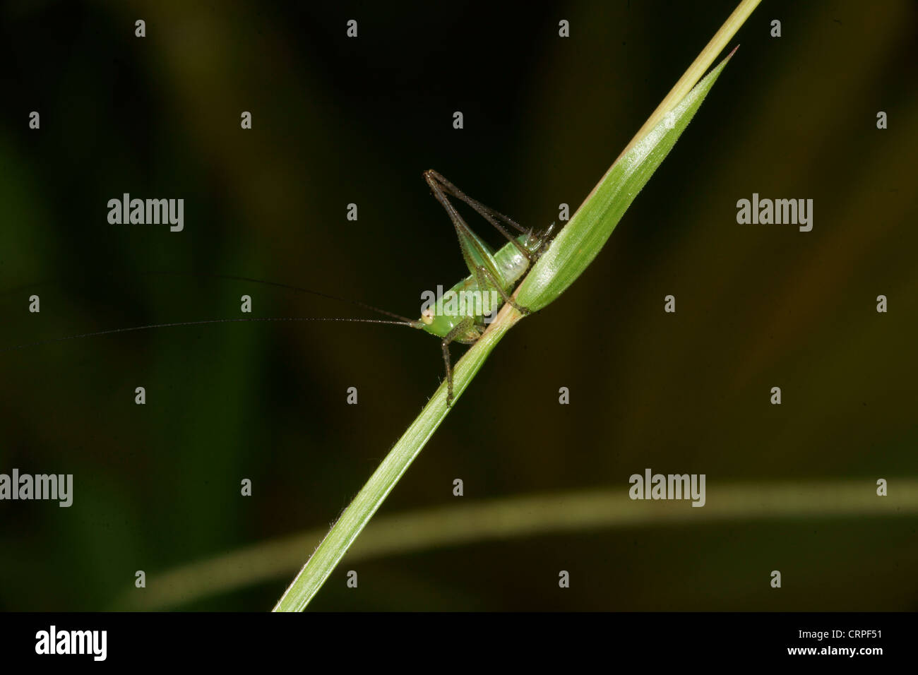 Sauterelles et criquets viennent dans diverses tailles et couleurs Banque D'Images