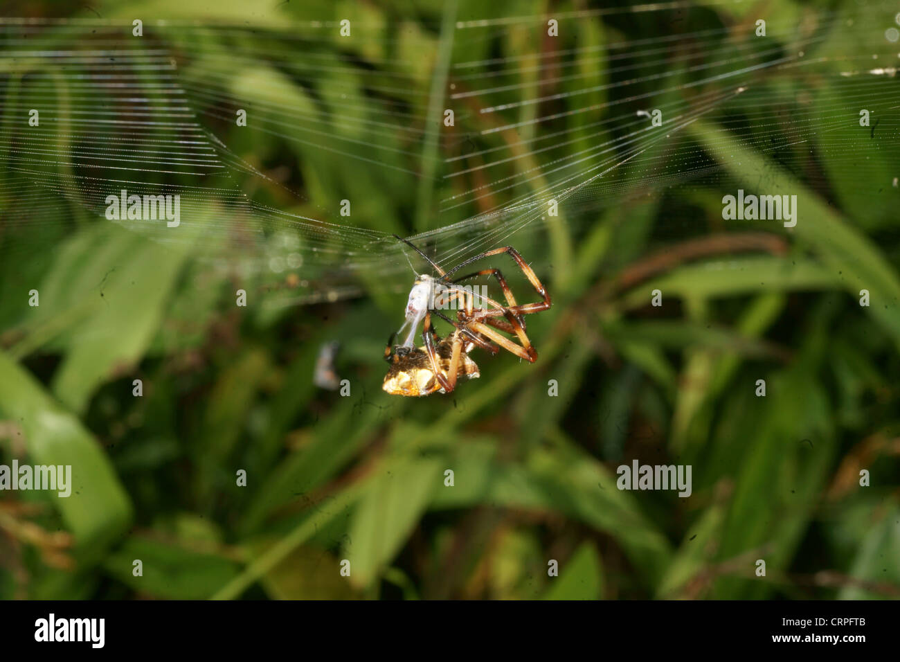 L'écriture (spider Argiope lobata) capture ses proies dans son site web et le produit à paralyser l'envelopper dans du fil de soie pour une consommation future Banque D'Images